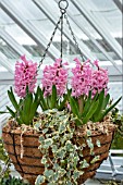 HYACINTHUS ORIENTALIS ANNA MARIE