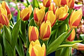 TULIPA STRESA