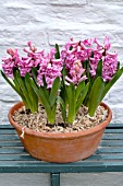 HYACINTHUS ORIENTALIS ANNA MARIE