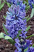 HYACINTHUS ORIENTALIS BLUE JACKET