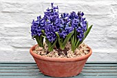 HYACINTHUS ORIENTALIS BLUE JACKET