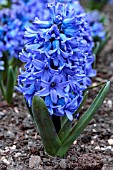 HYACINTHUS ORIENTALIS BLUE STAR