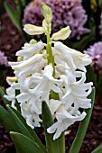 HYACINTHUS ORIENTALIS CARNEGIE