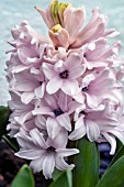 HYACINTHUS ORIENTALIS CHINA PINK