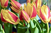 TULIPA STRESA