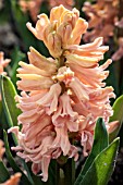 HYACINTHUS ORIENTALIS GIPSY QUEEN