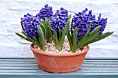 HYACINTHUS ORIENTALIS KRONOS