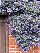 CEANOTHUS CONCHA