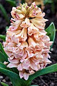 HYACINTHUS ORIENTALIS ODYSSEUS