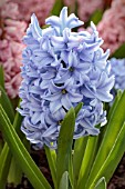 HYACINTHUS ORIENTALIS SKY JACKET