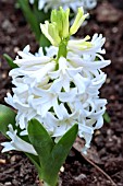 HYACINTHUS ORIENTALIS WHITE PEARL