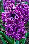 HYACINTHUS ORIENTALIS WOODSTOCK