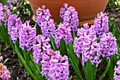 HYACINTHUS ORIENTALIS PURPLE SENSATION