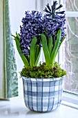 HYACINTHUS ORIENTALIS BLUE JACKET