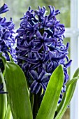 HYACINTHUS ORIENTALIS BLUE JACKET