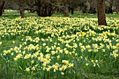 NARCISSUS PSEUDONARCISSUS