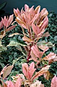 PHOTINIA SERRATIFOLIA PINK CRISPY