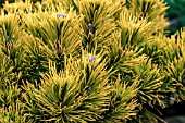 PINUS MUGO KARSTENS WINTERGOLD