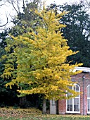 GINKGO BILOBA  (MAIDENHAIR TREE)