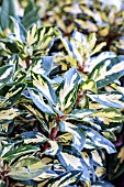 RHODODENDRON MOLTEN GOLD