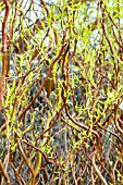 SALIX X SEPULCRALIS ERYTHROFLEXUOSA