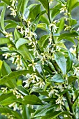 SARCOCOCCA CONFUSA