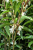 SARCOCOCCA HOOKERIANA