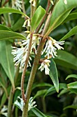 SARCOCOCCA HOOKERIANA