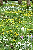 SPRING BULB DISPLAY