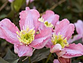 CLEMATIS MONTANA TETRAROSE