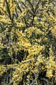 ACACIA PRAVISSIMA