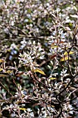 AMELANCHIER LAMARCKII