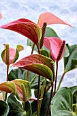 ANTHURIUM ANDREANUM JOLI DUO