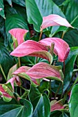 ANTHURIUM ANDREANUM JOLI DUO