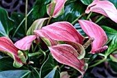 ANTHURIUM ANDREANUM JOLI DUO