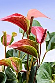 ANTHURIUM ANDREANUM JOLI DUO