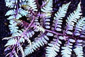 ATHYRIUM NIPONICUM URSULAS RED