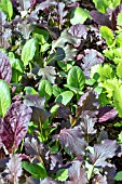 BRASSICA JUNCEA WINTER GREENS