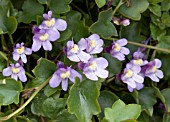 CYMBALARIA MURALIS, (IVY LEAVED TOAD FLAX)