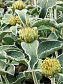 PHLOMIS FRUTICOSA