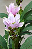 CURCUMA ZEDOARIA PINK WONDER