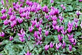 CYCLAMEN REPANDUM