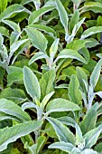 DIGITALIS PURPUREA SILVER CUB