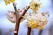 EDGEWORTHIA CHRYSANTHA