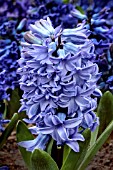 HYACINTHUS ORIENTALIS BLUE STAR