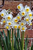 NARCISSUS AVALANCHE