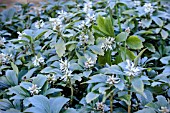 PACHYSANDRA TERMINALIS