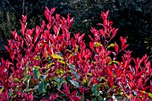 PHOTINIA DAVIDIANA RED ROBIN