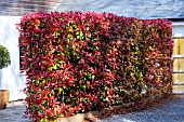 PHOTINIA DAVIDIANA RED ROBIN