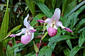 PHRAGMIPEDIUM ERIC YOUNG